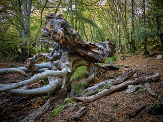 Autunno Tardivo nel Parco Regionale Naturale dei Monti Lucretili - Monte Gennaro