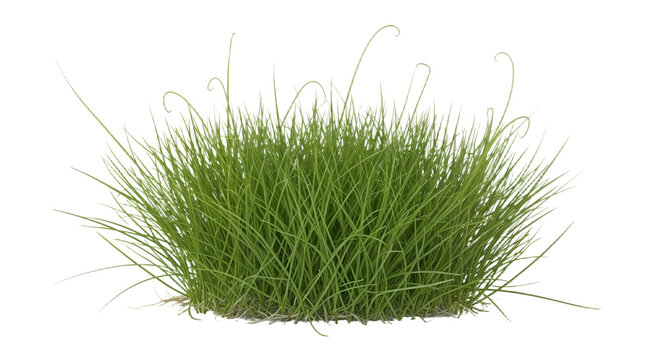 Set of Eleocharis parvula (common names dwarf spikerush, small spikerush and hairgrass) frontal isolated png on a transparent background