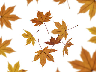 Autumn maple leaves scattered on a white background