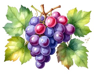 A vibrant watercolor illustration of a cluster of grapes with green leaves