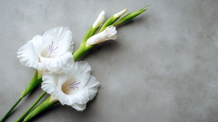 New gladiolus on light gray table Close up Sympathy card with space for heartfelt message