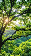 Obraz premium Lush Green Canopy with Sunlight Through Treetops