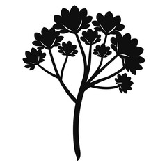 angelica flower on white background