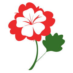 geranium flower on white background