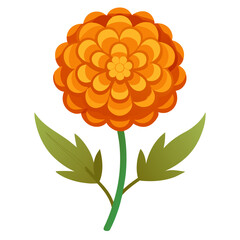 marigold flower on white background