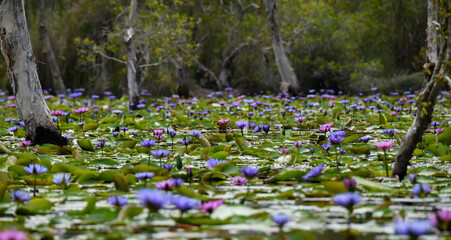 Beautiful aquatic plants and blooming purple water lilies covering a calm wetland surrounded by trees.