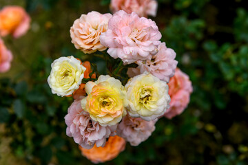 Soft pastel roses blooming in a summer garden.