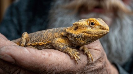 Man holds an orange bearded dragon