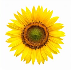 Fototapeta premium Beautiful Yellow Sunflower Bloom Isolated on White Background Representing Nature and Agricultural Concept