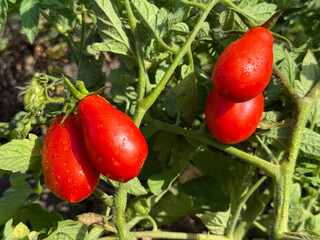 Tomatoes red roma tomato vegetables grow in the garden