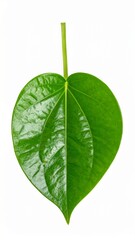 Fototapeta premium Fresh betel leaves, heart-shaped green leaves with peppery taste, isolated on clean white background.