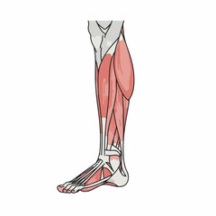 Detailed Anatomical Illustration of Human Lower Leg Muscles and Tendons