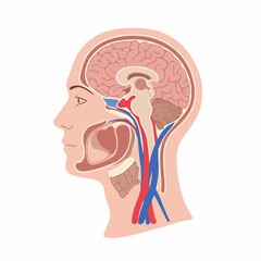 Detailed Flat Illustration Head Anatomy with Brain Cross Section Diagram