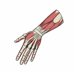 Detailed Anatomical Illustration of Hand with Bones and Muscles Medical Diagram