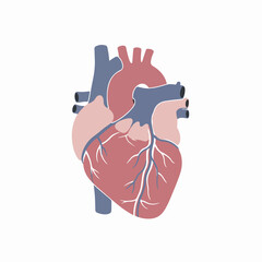 Flat Style Detailed Anatomical Human Heart Biology Healthcare Illustration