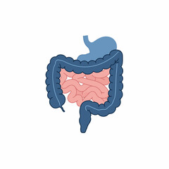 Flat Design Human Digestive System Diagram with Internal Organs Illustration