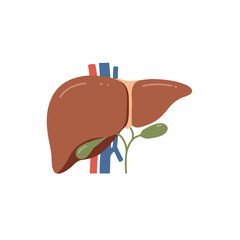 Simple Flat Liver Anatomy with Blood Vessel Illustration Medical Element