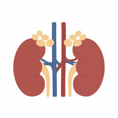 Flat Style Detailed Kidney Anatomy Illustration of Human Organ