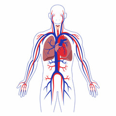 Detailed Anatomical Illustration of the Human Body with Circulatory System