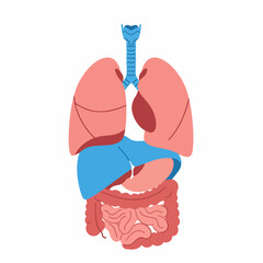 Flat Style Detailed Human Organ Anatomy System Body Illustration