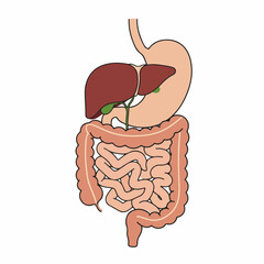 Flat Simple Digestive System Anatomy with Intestines Liver Stomach Illustration