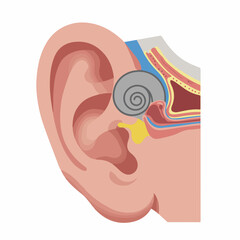 Detailed Medical Illustration Ear Anatomy Human Organ Educational Diagram