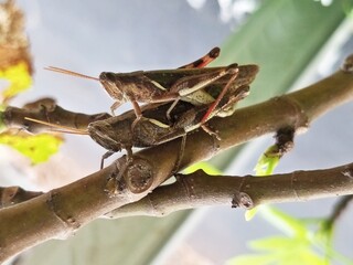Valanga nigricornis, a reproducing wood locust, a pair of grasshoppers mating on a tree trunk