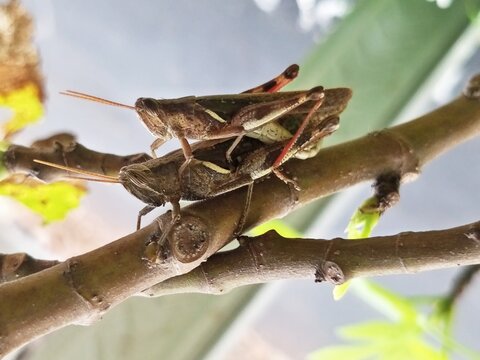Valanga nigricornis, a reproducing wood locust, a pair of grasshoppers mating on a tree trunk - Powered by Adobe