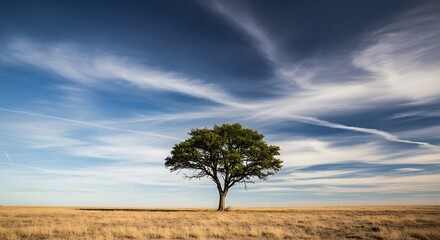 Solitary tree standing in vast dry field, expansive blue sky with wispy clouds, calm natural landscape