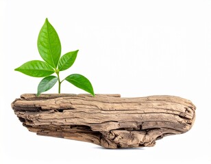 Green Plant Growing on Driftwood Isolated on White Background Representing Life and Decay Balance Concept