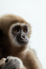 Close up portrait of a brown gibbon monkey with expressive eyes