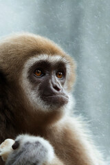 Close up portrait of a gibbon monkey with expressive eyes