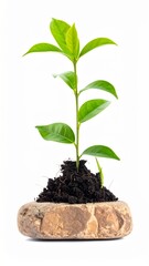 Small Plant Growing from Soil and Stone Isolated on White Background Representing Life and Survival Concept