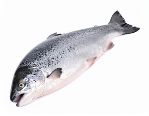 Naklejka premium Whole Fresh Salmon Fish Isolated on White Background, Raw Seafood Rich in Omega 3 Fatty Acids and Protein Nutrition