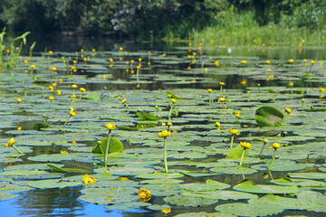 Beautiful white water lilies with green leaves bloom on the surface of the river.