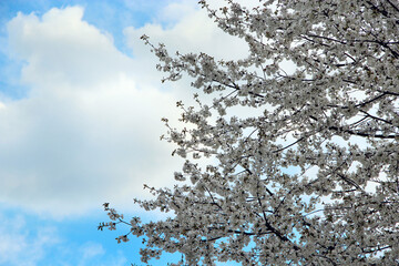 Blossoming cherry tree. White flowers. Spring garden