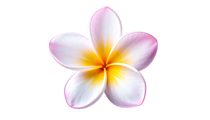 Fototapeta premium Tropical plumeria blossom with soft petals isolated on transparent background PNG