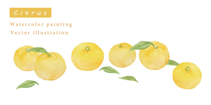 ゆずの水彩ベクターイラスト