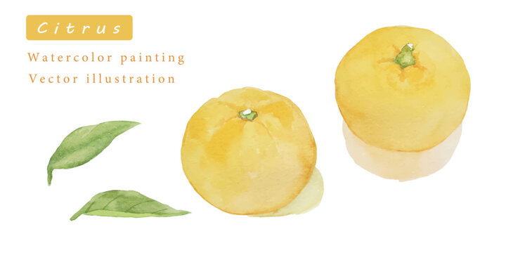 891/抽象画風/柑橘類/F10号891/抽象画風/柑橘類/F10号 891/抽象画風