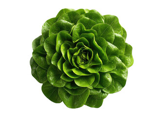 Obraz premium Top view of fresh green butter lettuce isolated on black
