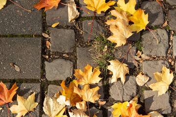 Colorful autumn leaves scattered on cobblestone pavement, showcasing vibrant yellows and oranges, with patches of grass peeking through the stones, creating a seasonal outdoor scene
