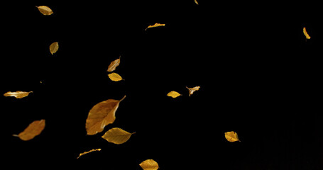 Falling Beech Leaves &ndash; Autumn Scene Isolated on Black. Photo for Seasonal Design, Background Overlays, or Creative Visuals.