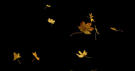 Falling Maple Leaves. Freeze Motion of Autumn Leaves Isolated on Black Background. Ideal for Seasonal Design, Background Overlays, and Creative Visual Projects.