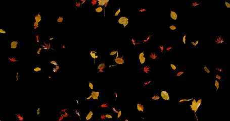 Falling Autumn Leaves. Isolated on Black Background.  Still for Seasonal Design, Overlay Effects, or Visual Storytelling.