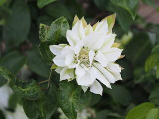 クレマチス　雪おこし