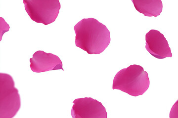 Rose petals flying minimal vector on white background