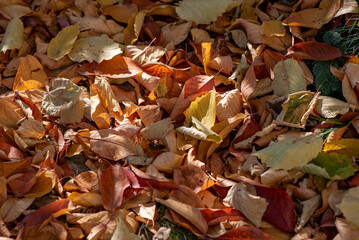 autumn leaves on the ground - a natural tapestry of colors