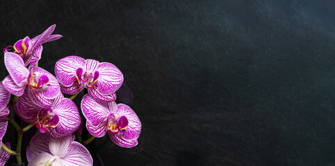Stunning Purple Orchids Dark Background