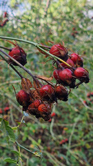 Ripe Red Berries on a Vibrant Green Autumn Branch
