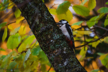 Woodpecker sitting on a wet tree trunk under autumn rain, soaked feathers and colorful plumage, atmospheric wildlife portrait with forest background.